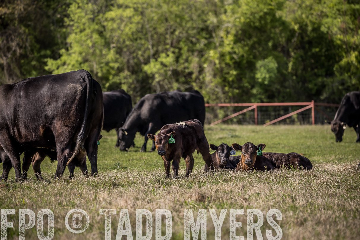 TMyers_44Farms_Cameron_March2021-4099