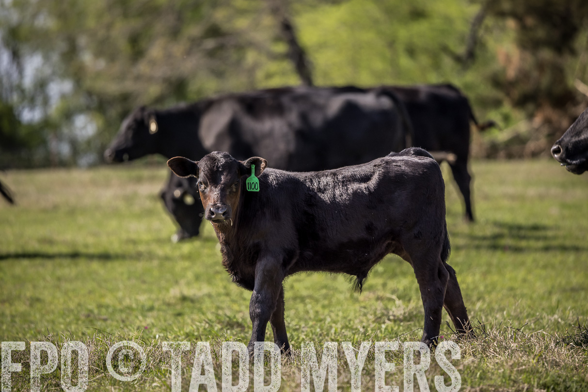 TMyers_44Farms_Cameron_March2021-4105