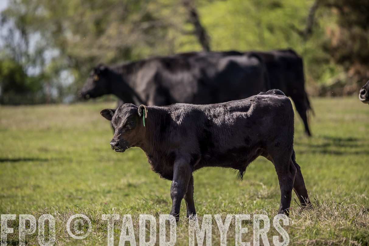 TMyers_44Farms_Cameron_March2021-4107
