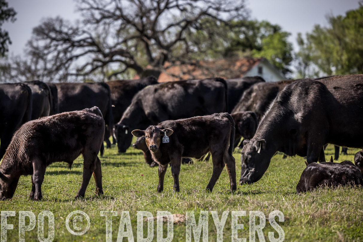 TMyers_44Farms_Cameron_March2021-4115
