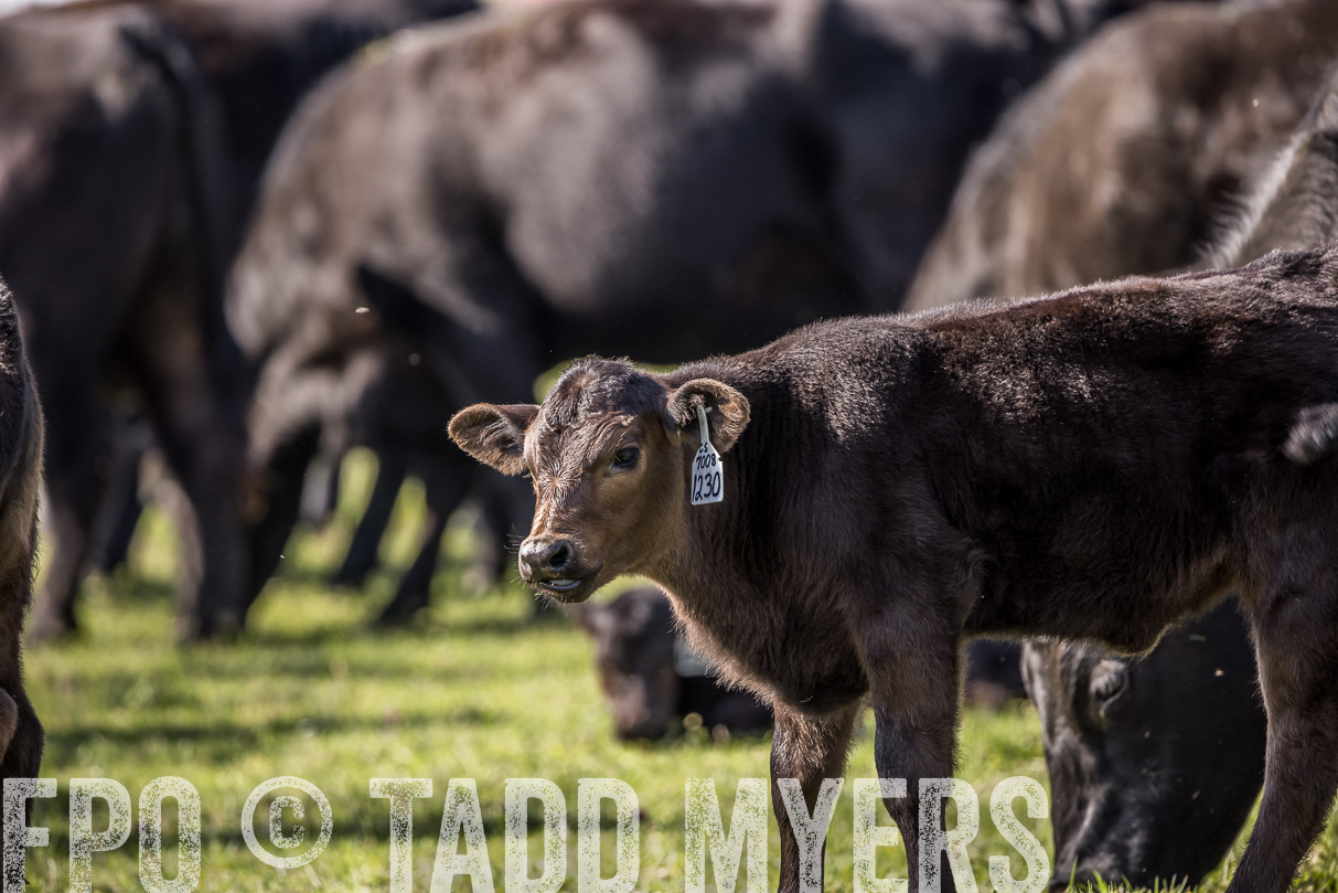 TMyers_44Farms_Cameron_March2021-4122