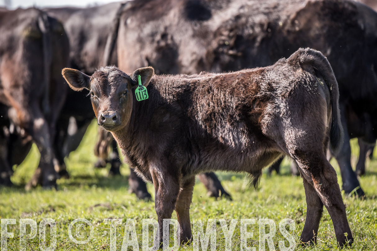 TMyers_44Farms_Cameron_March2021-4125