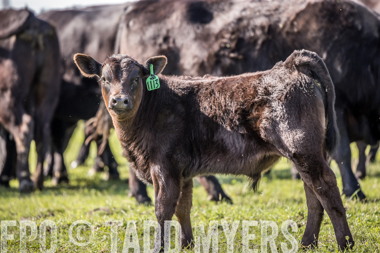 TMyers_44Farms_Cameron_March2021-4126
