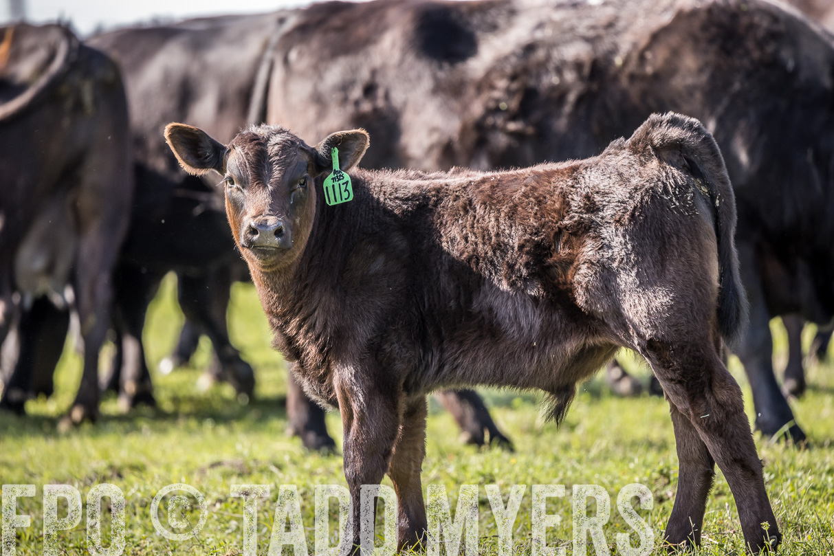 TMyers_44Farms_Cameron_March2021-4127