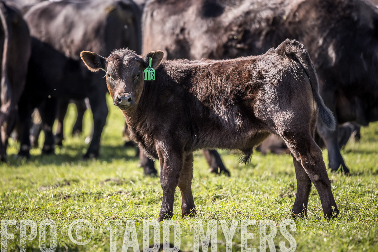 TMyers_44Farms_Cameron_March2021-4133