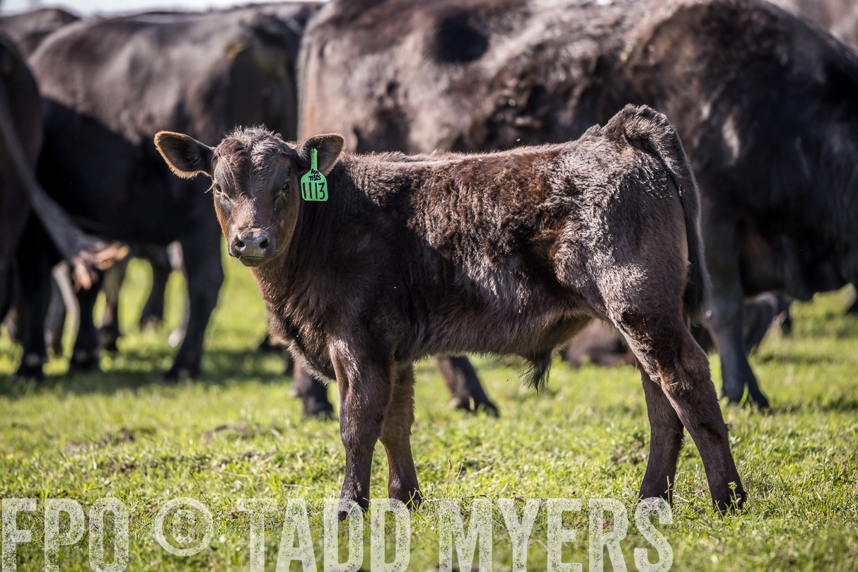 TMyers_44Farms_Cameron_March2021-4135