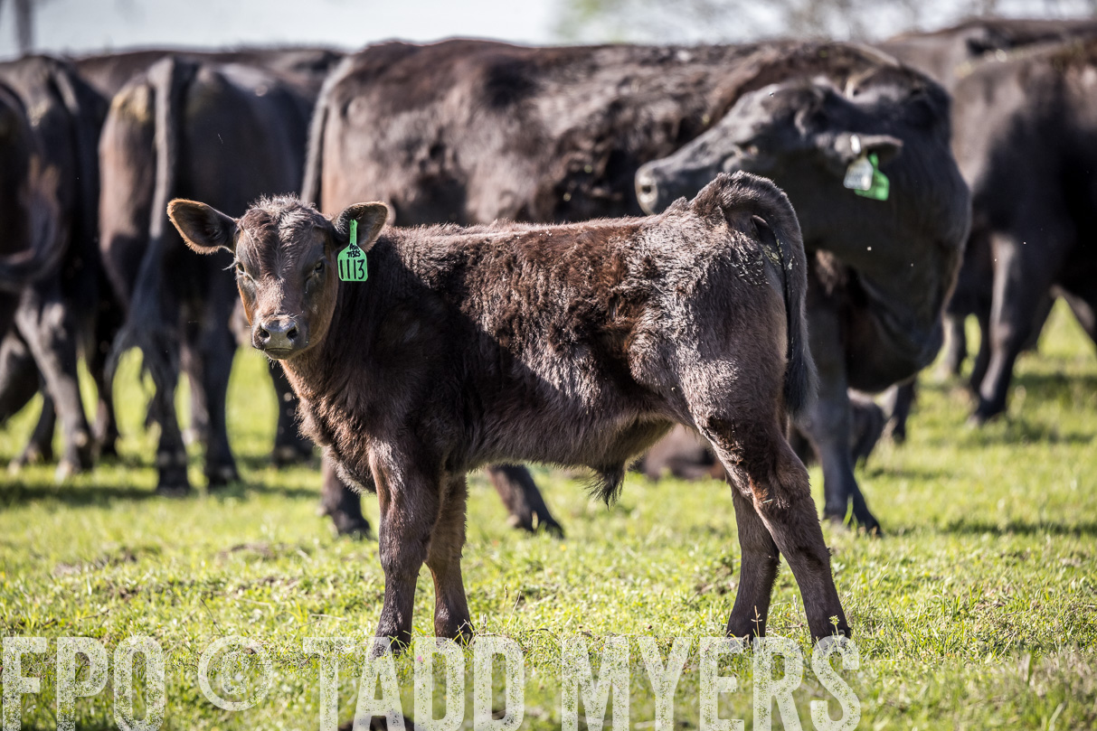 TMyers_44Farms_Cameron_March2021-4137