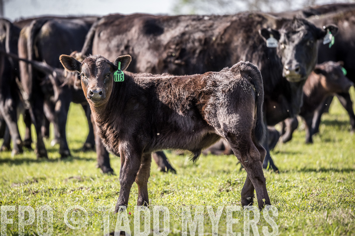 TMyers_44Farms_Cameron_March2021-4139