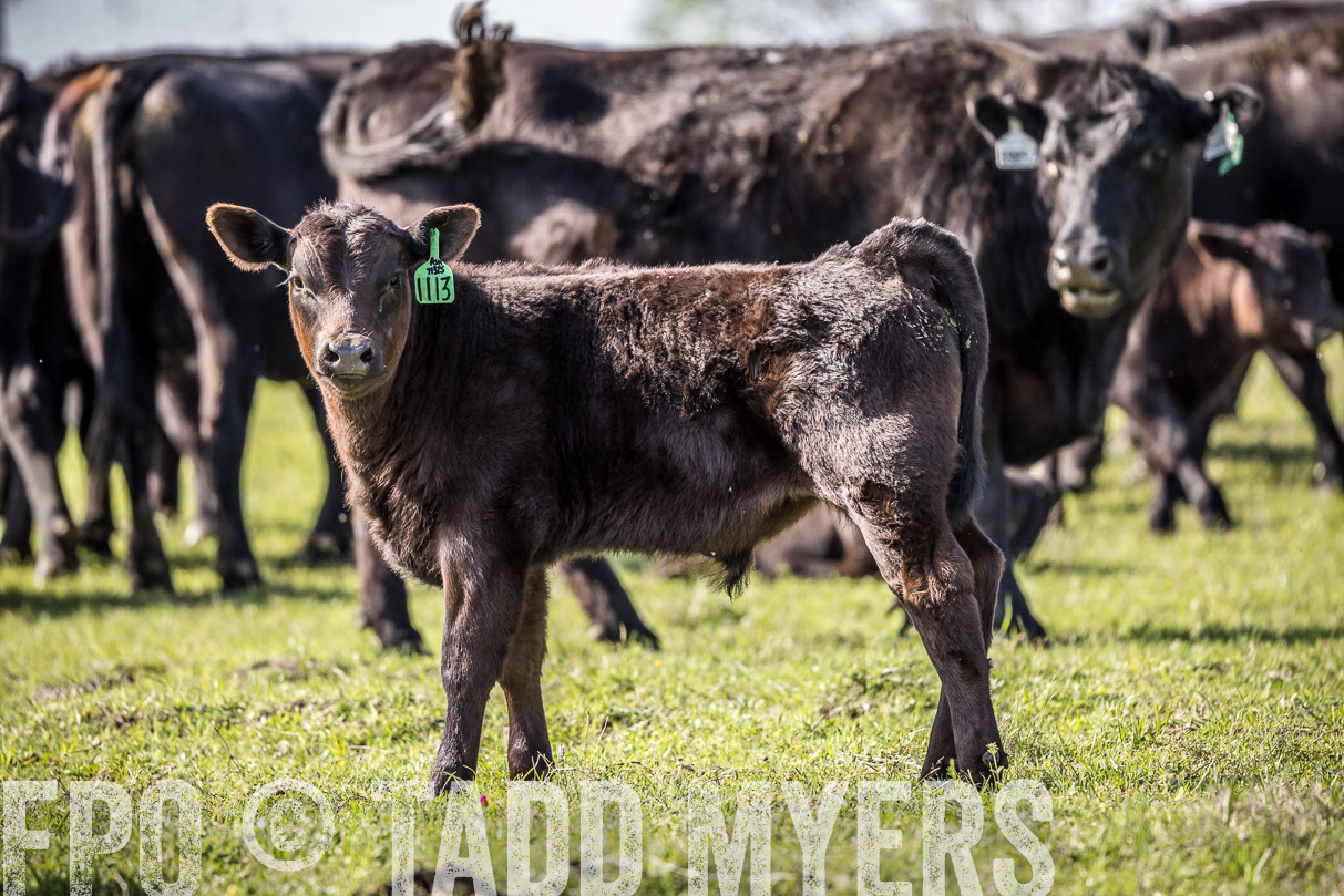 TMyers_44Farms_Cameron_March2021-4140