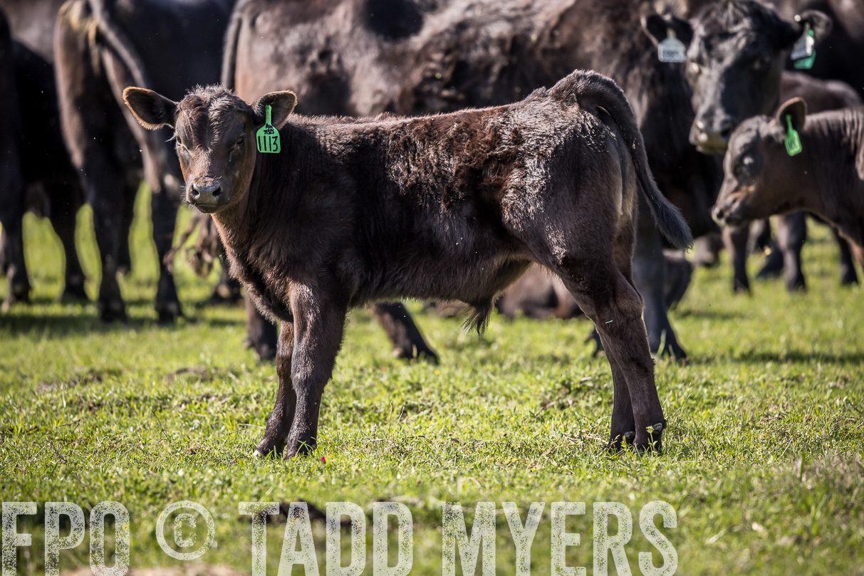 TMyers_44Farms_Cameron_March2021-4146