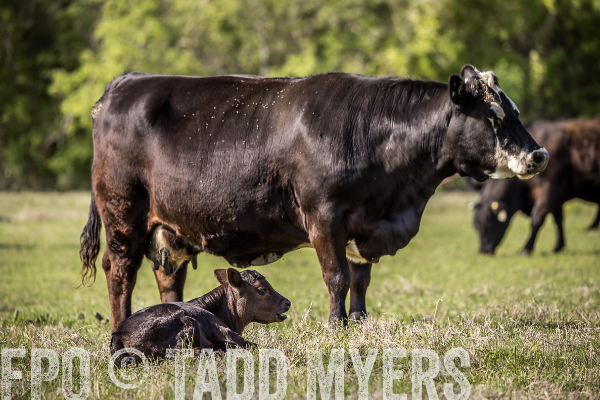 TMyers_44Farms_Cameron_March2021-4151
