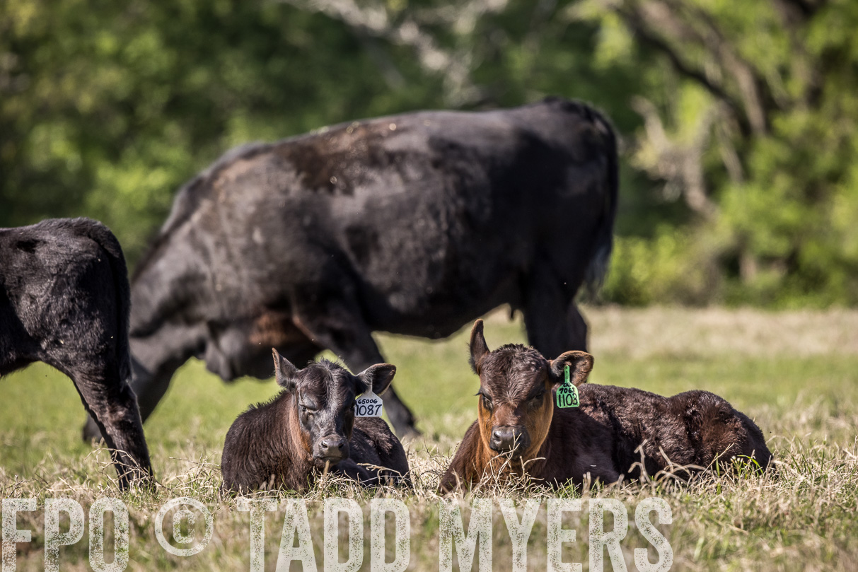 TMyers_44Farms_Cameron_March2021-4154