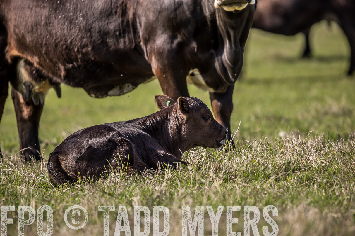 TMyers_44Farms_Cameron_March2021-4166