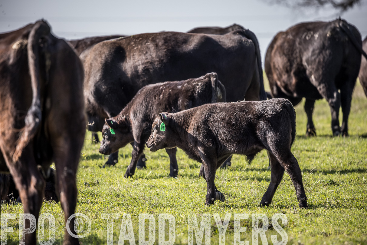 TMyers_44Farms_Cameron_March2021-4171