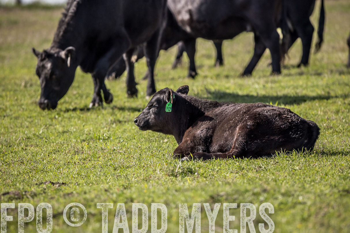 TMyers_44Farms_Cameron_March2021-4174