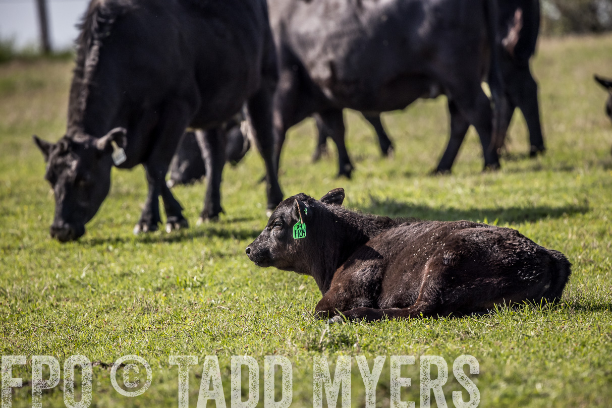 TMyers_44Farms_Cameron_March2021-4175