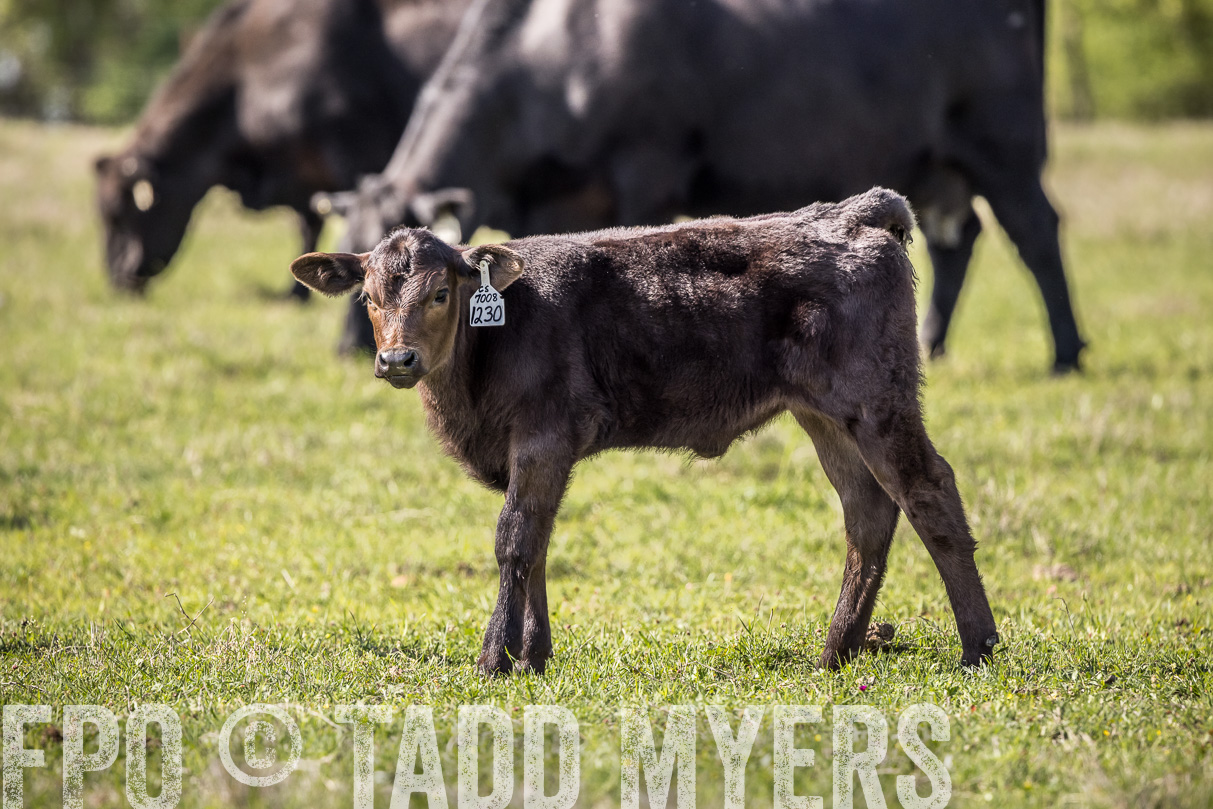 TMyers_44Farms_Cameron_March2021-4180