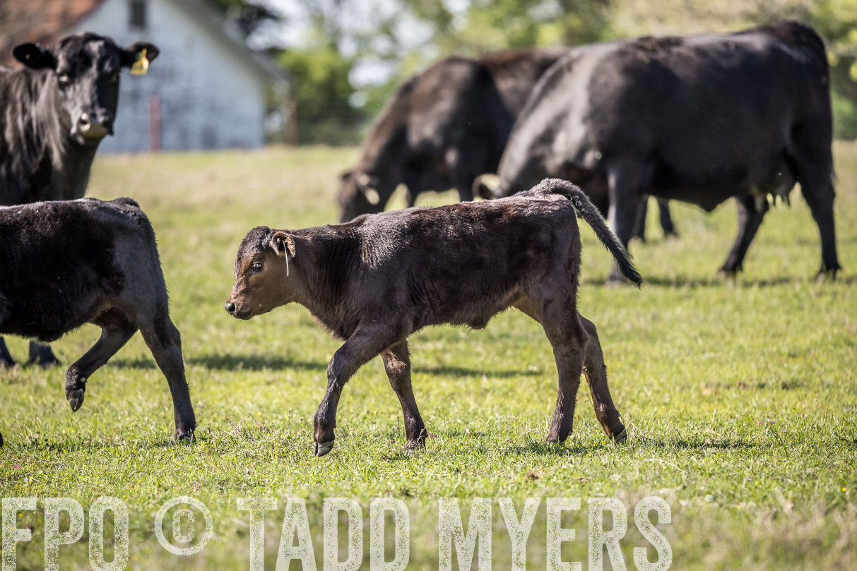 TMyers_44Farms_Cameron_March2021-4184