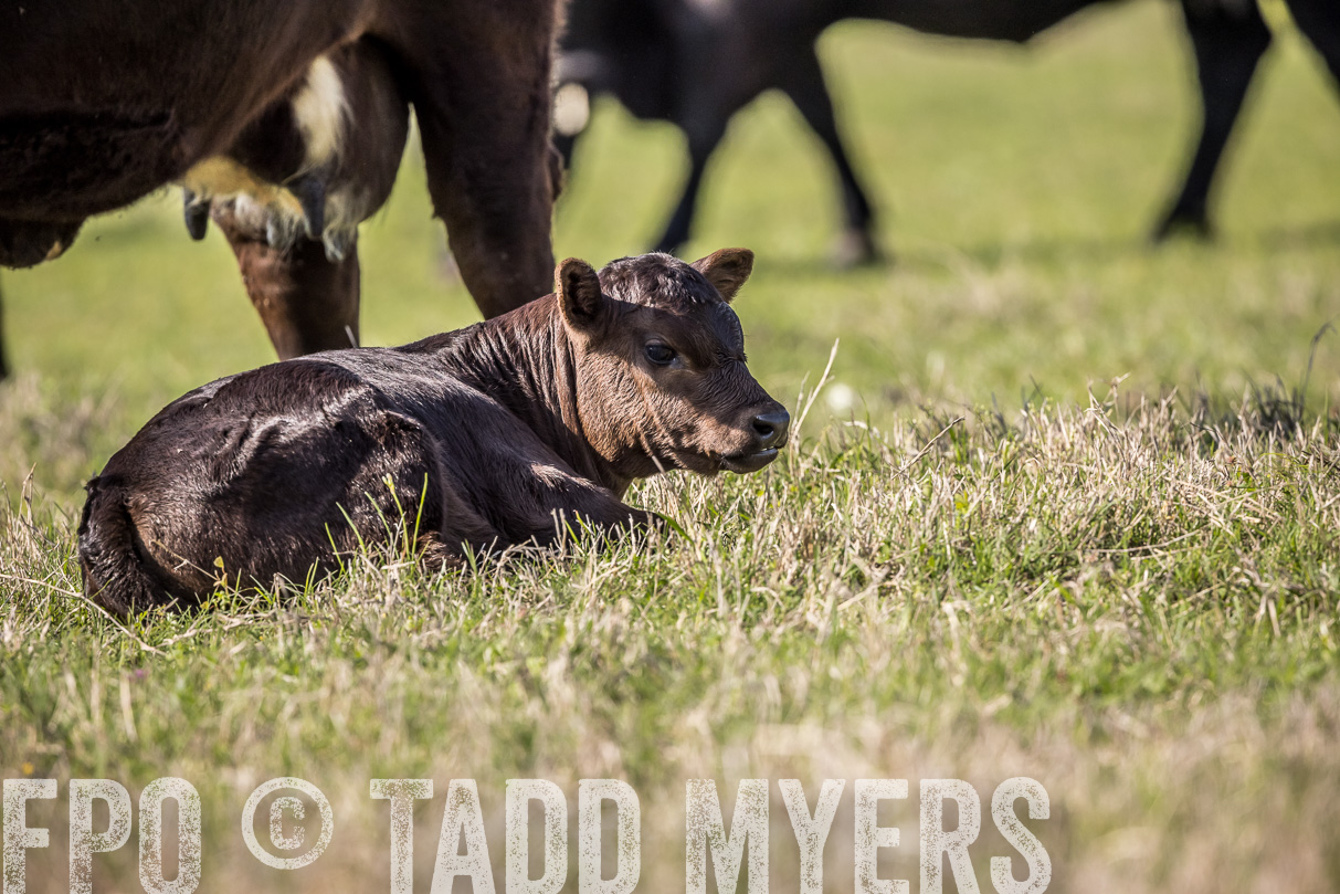 TMyers_44Farms_Cameron_March2021-4185