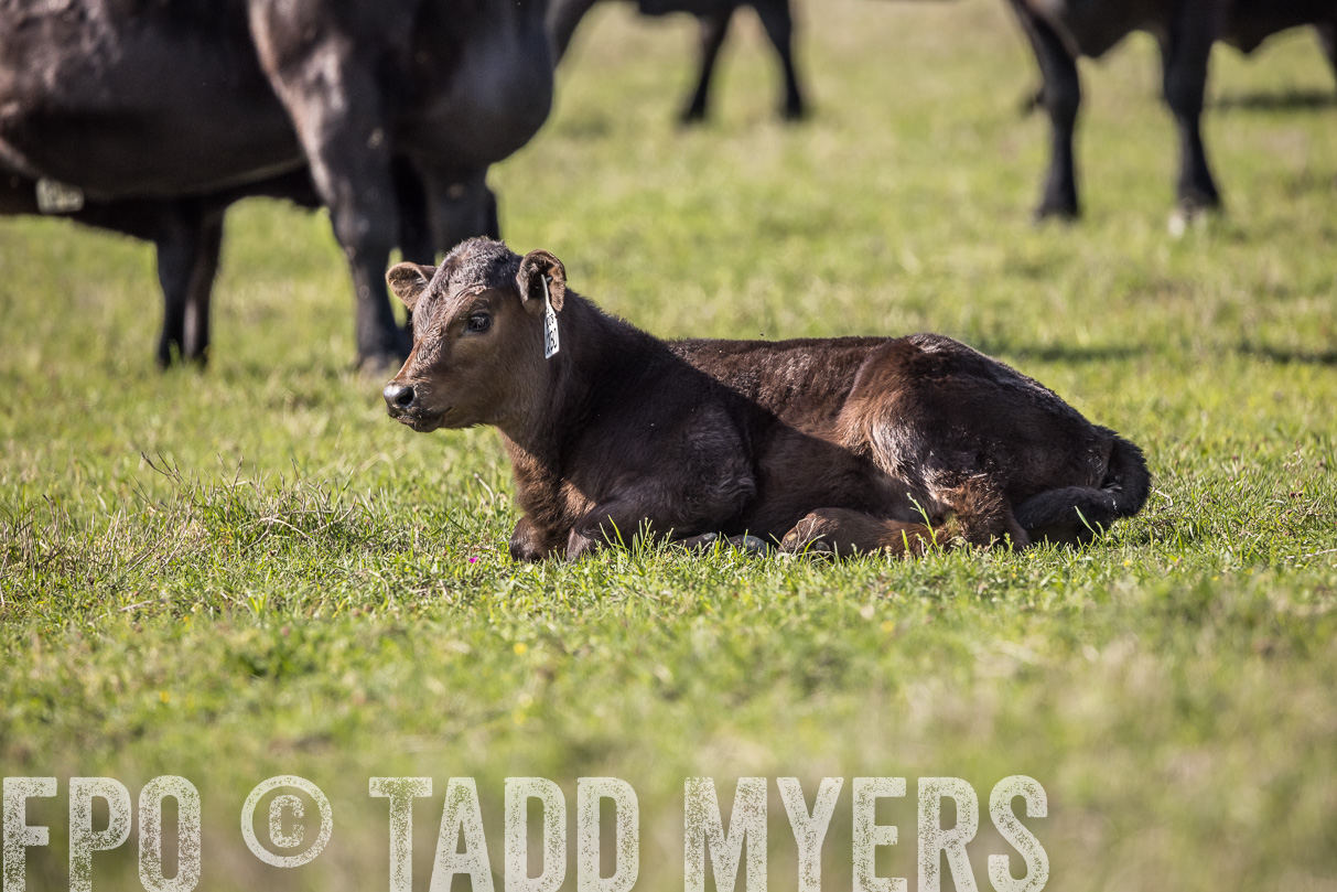 TMyers_44Farms_Cameron_March2021-4187