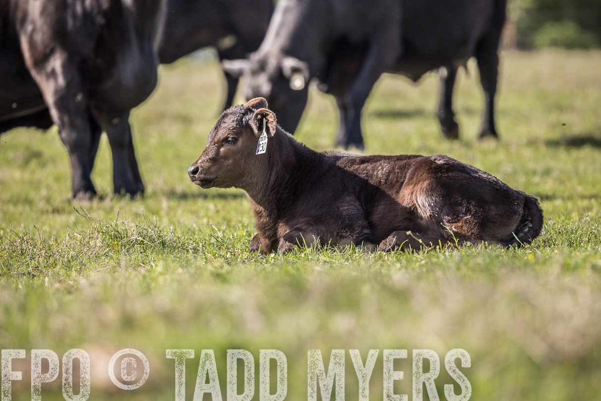 TMyers_44Farms_Cameron_March2021-4192