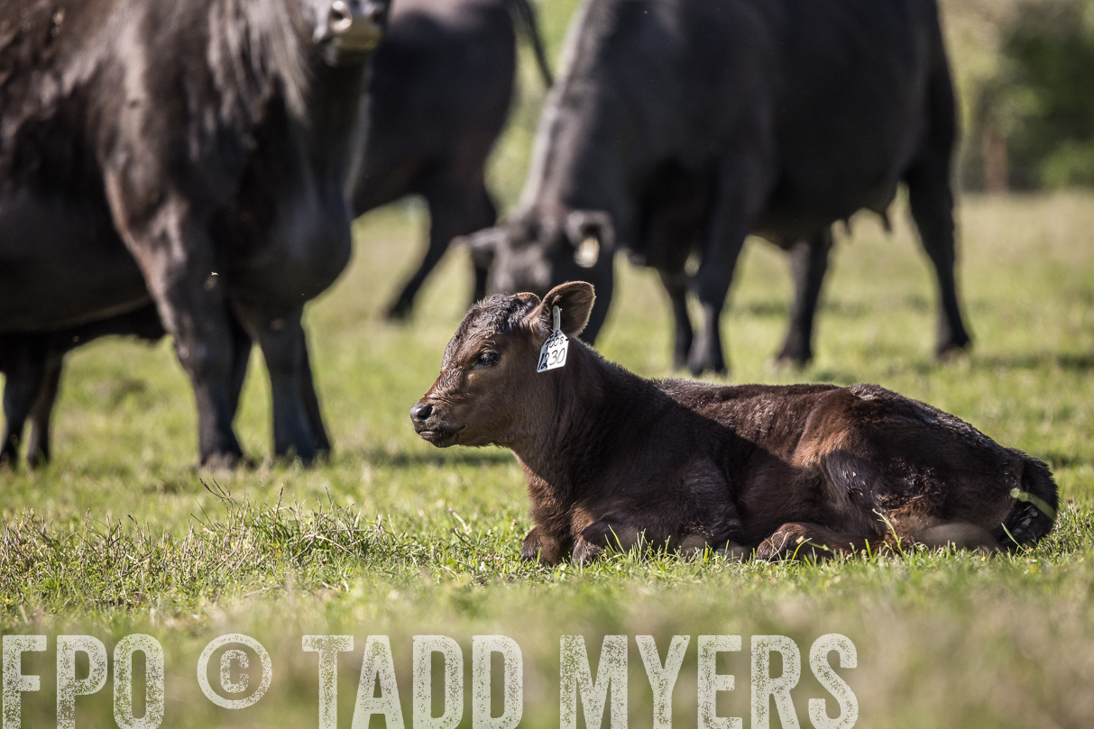 TMyers_44Farms_Cameron_March2021-4194
