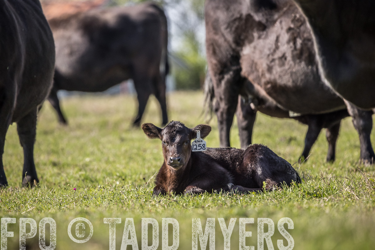 TMyers_44Farms_Cameron_March2021-4201