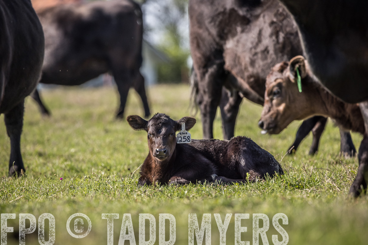 TMyers_44Farms_Cameron_March2021-4203