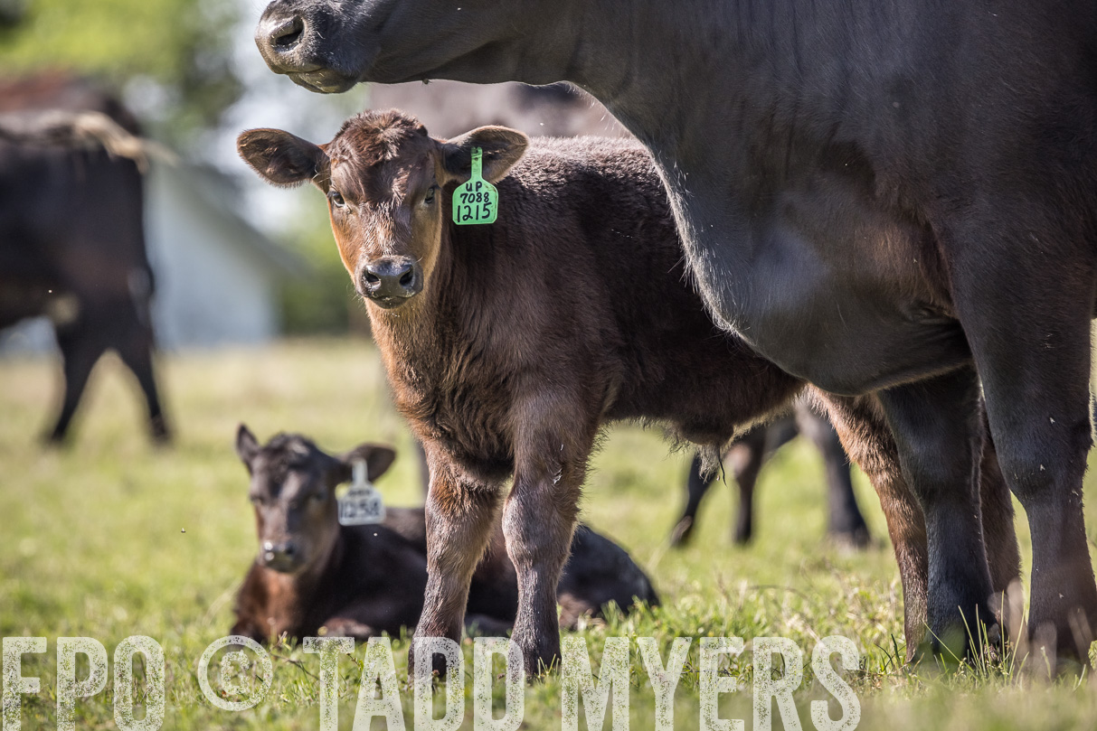 TMyers_44Farms_Cameron_March2021-4206