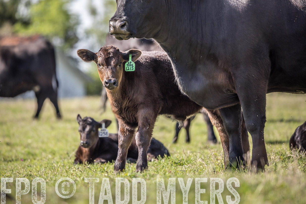 TMyers_44Farms_Cameron_March2021-4208