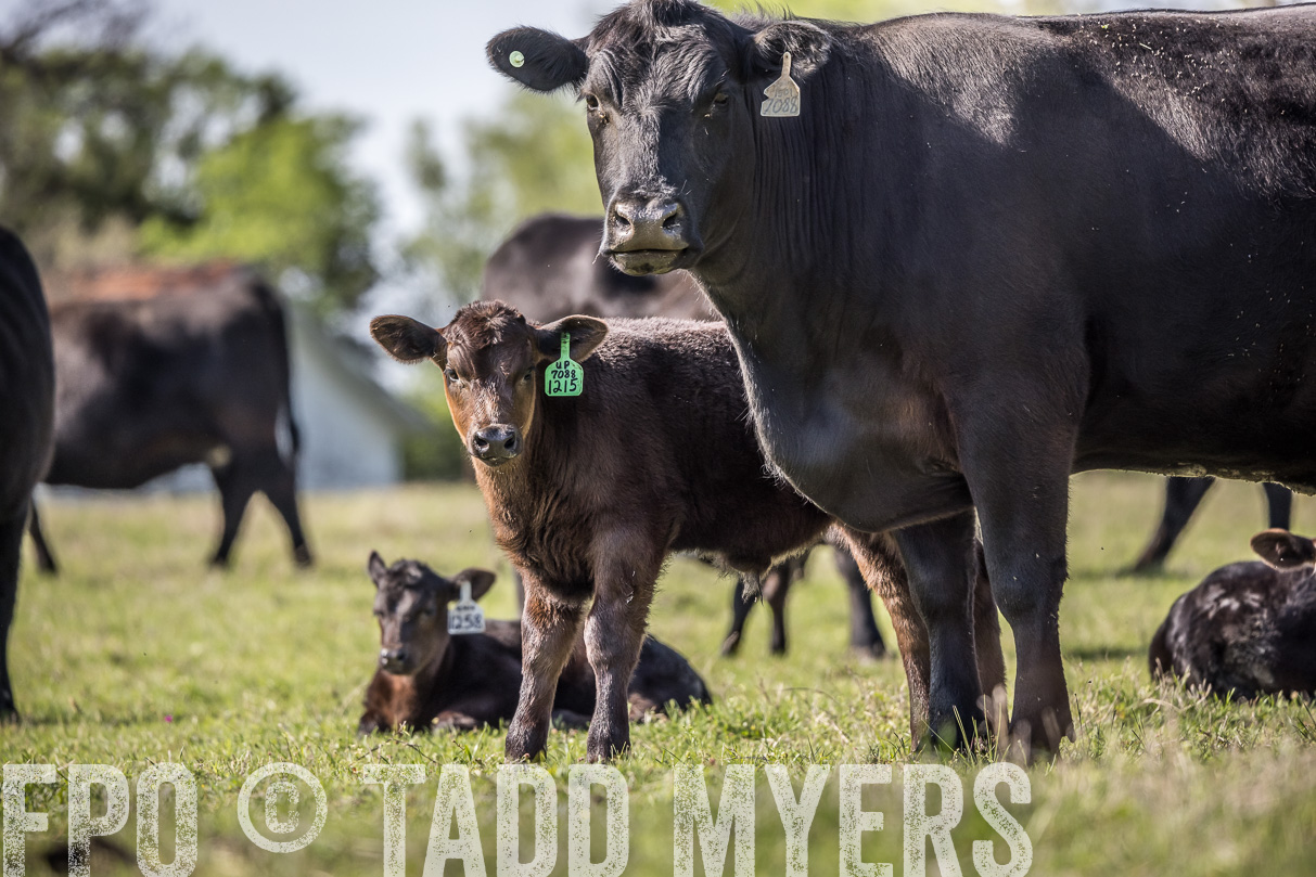 TMyers_44Farms_Cameron_March2021-4210