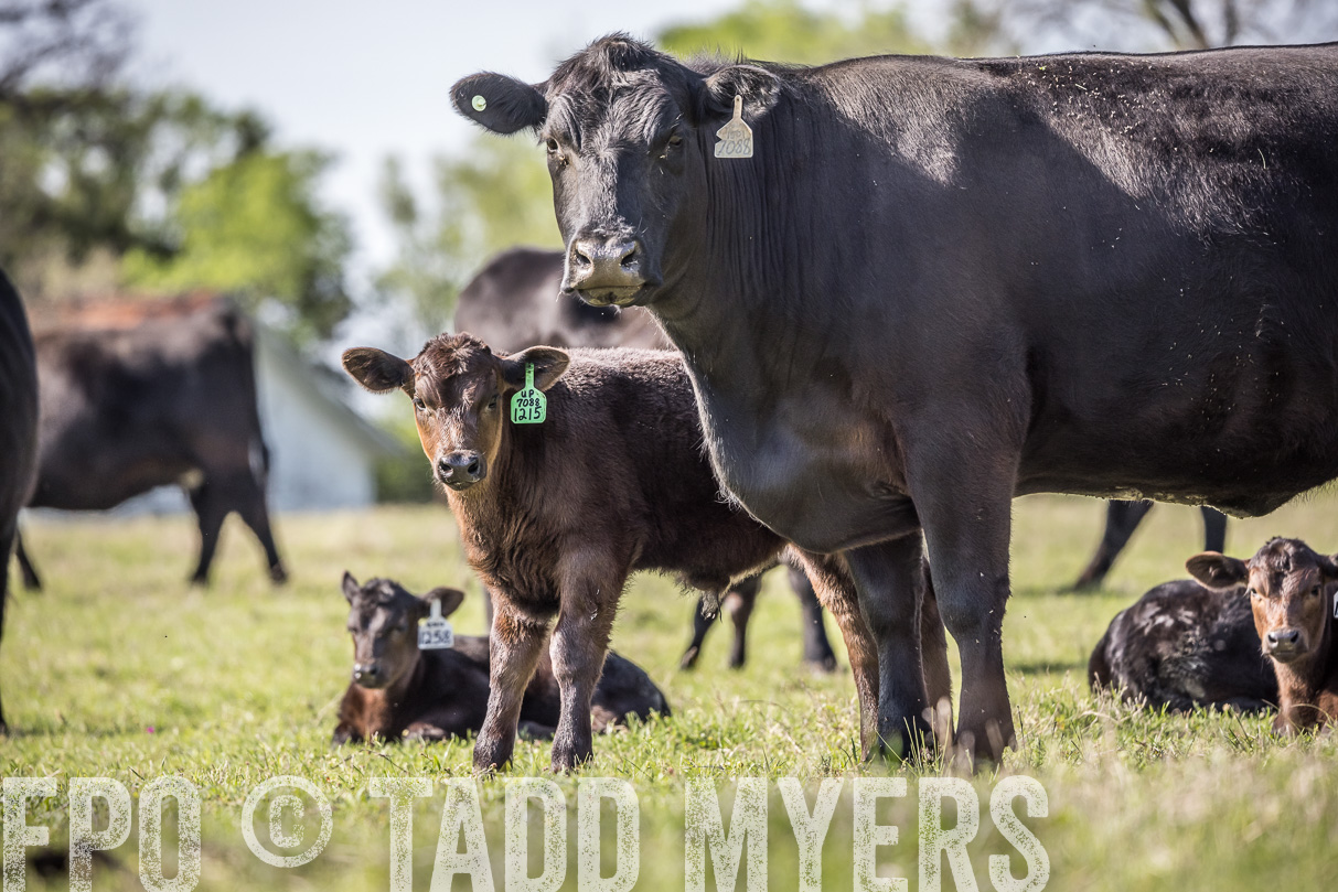 TMyers_44Farms_Cameron_March2021-4214