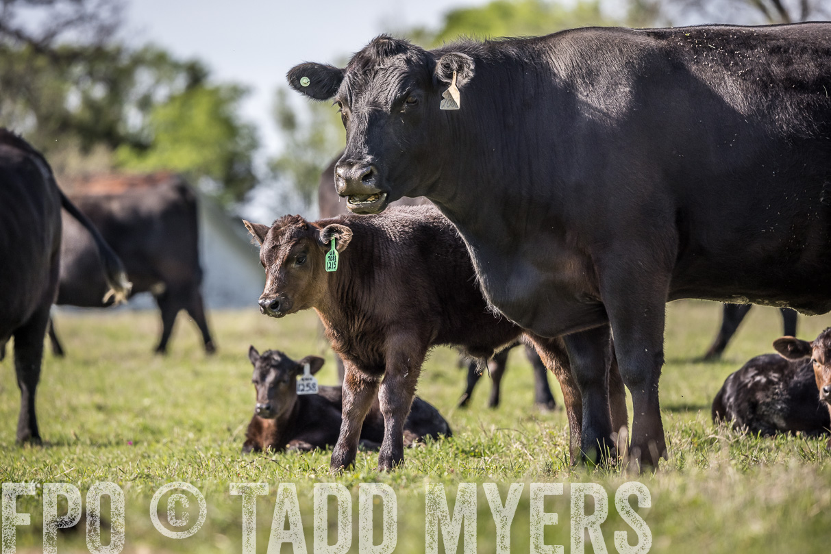 TMyers_44Farms_Cameron_March2021-4216