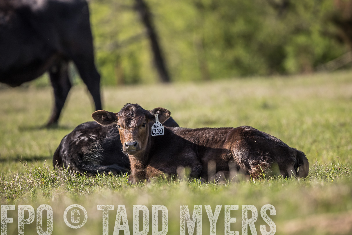 TMyers_44Farms_Cameron_March2021-4220
