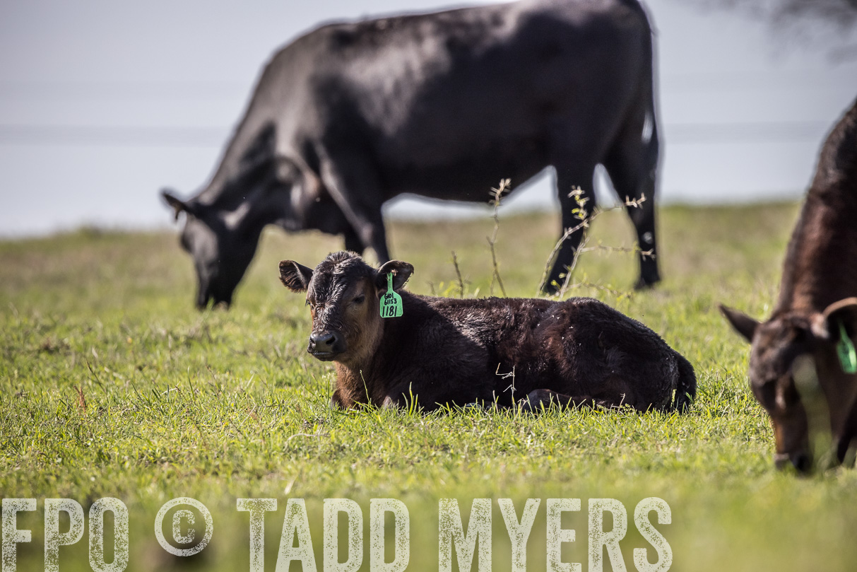TMyers_44Farms_Cameron_March2021-4222