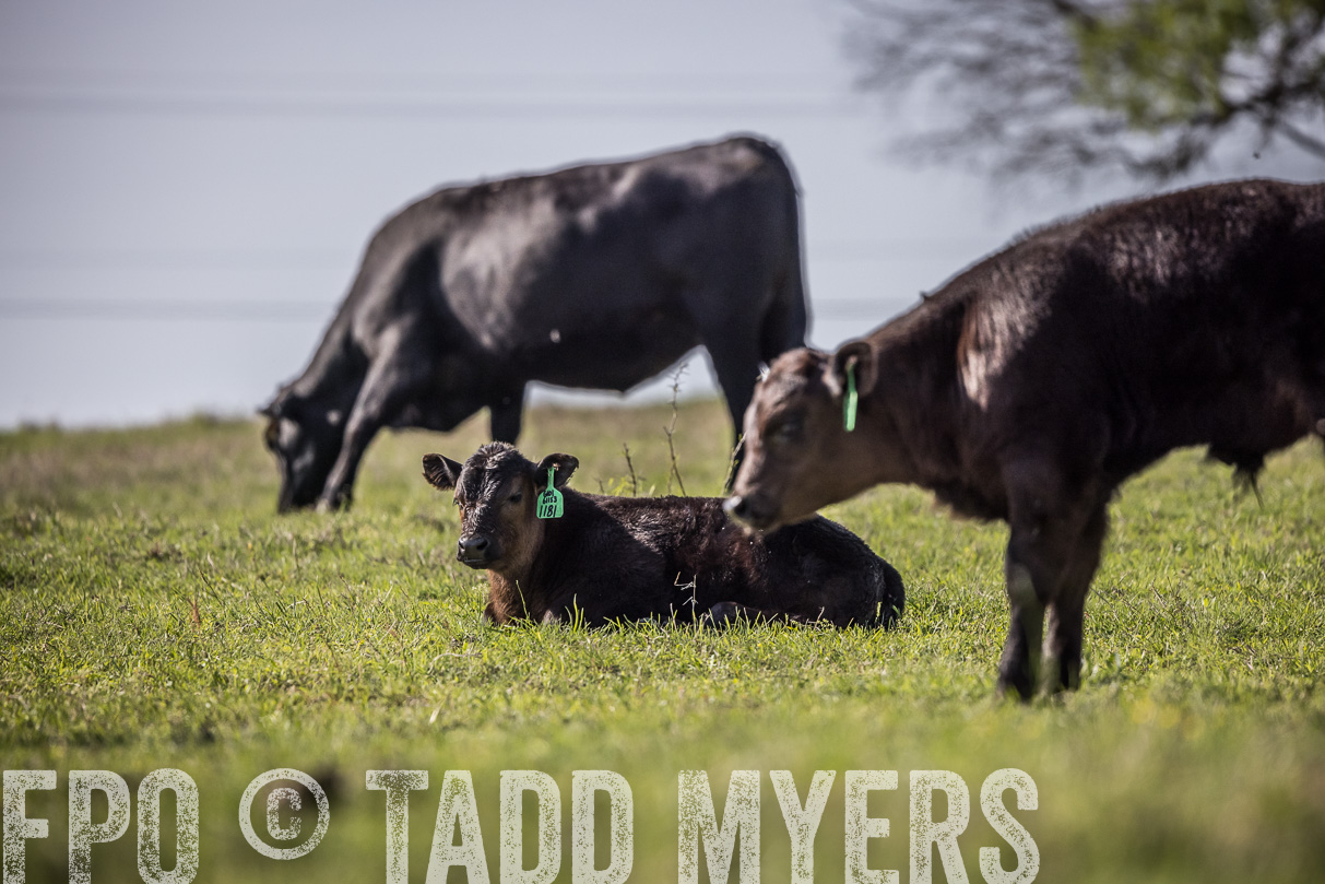 TMyers_44Farms_Cameron_March2021-4224