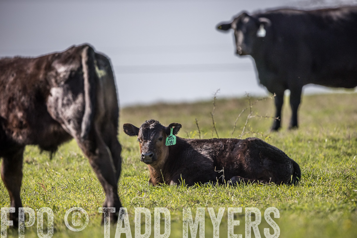 TMyers_44Farms_Cameron_March2021-4234