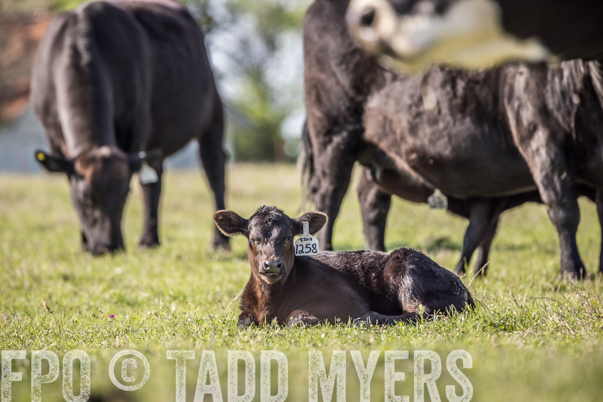 TMyers_44Farms_Cameron_March2021-4241