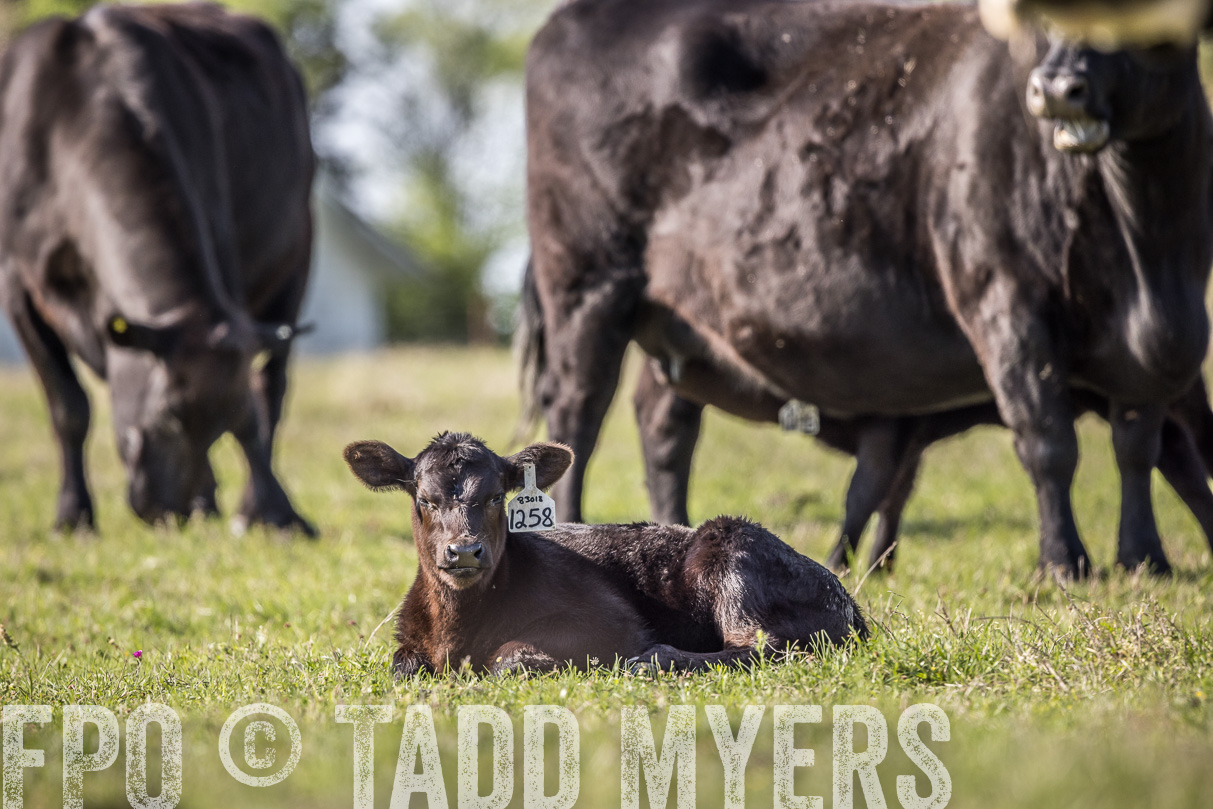 TMyers_44Farms_Cameron_March2021-4243