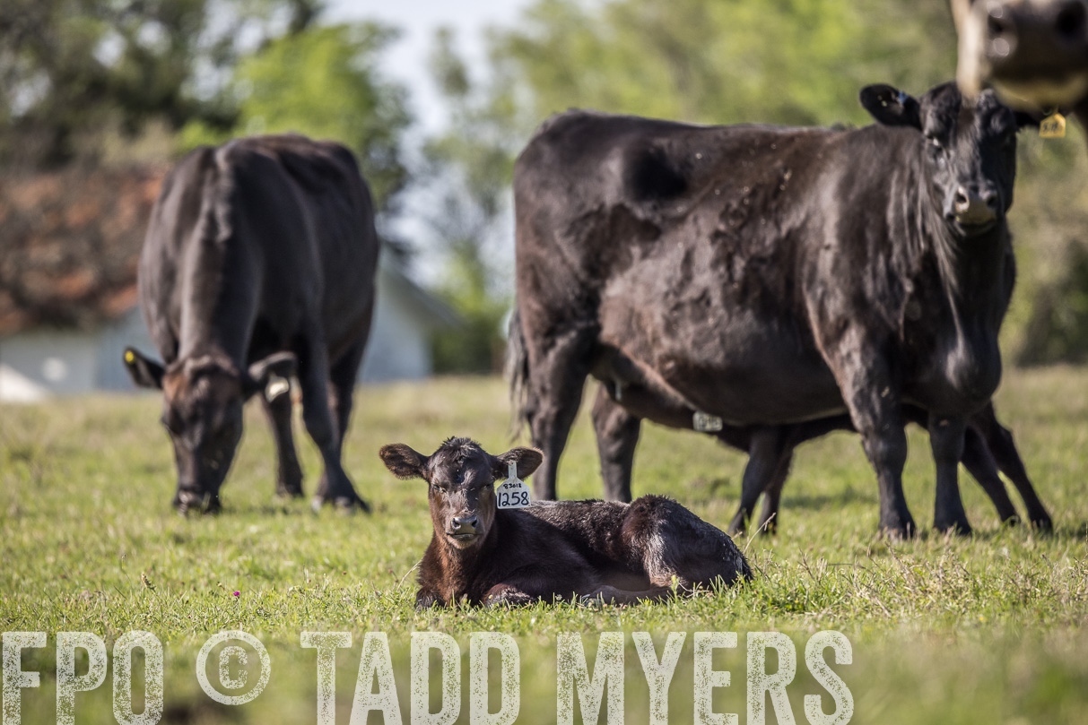 TMyers_44Farms_Cameron_March2021-4246