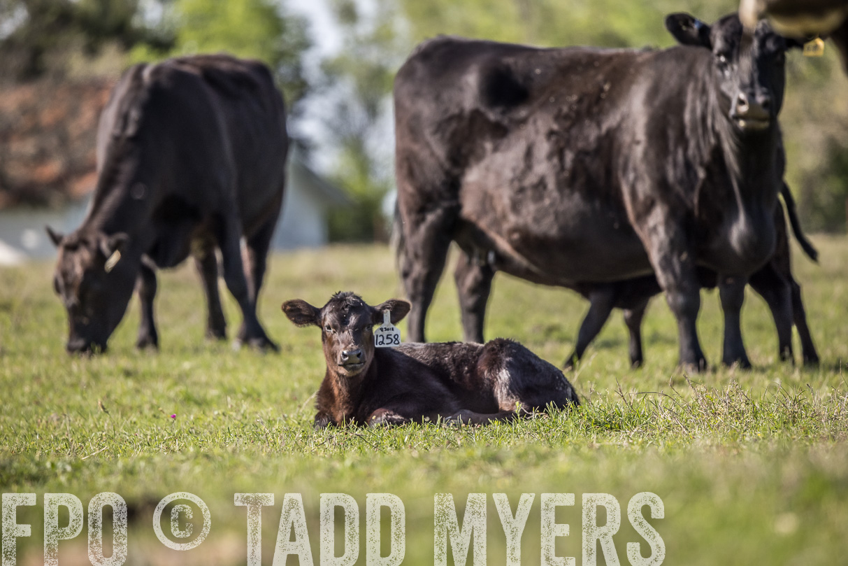 TMyers_44Farms_Cameron_March2021-4248
