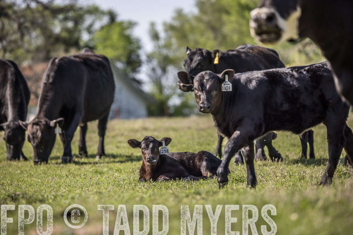 TMyers_44Farms_Cameron_March2021-4258
