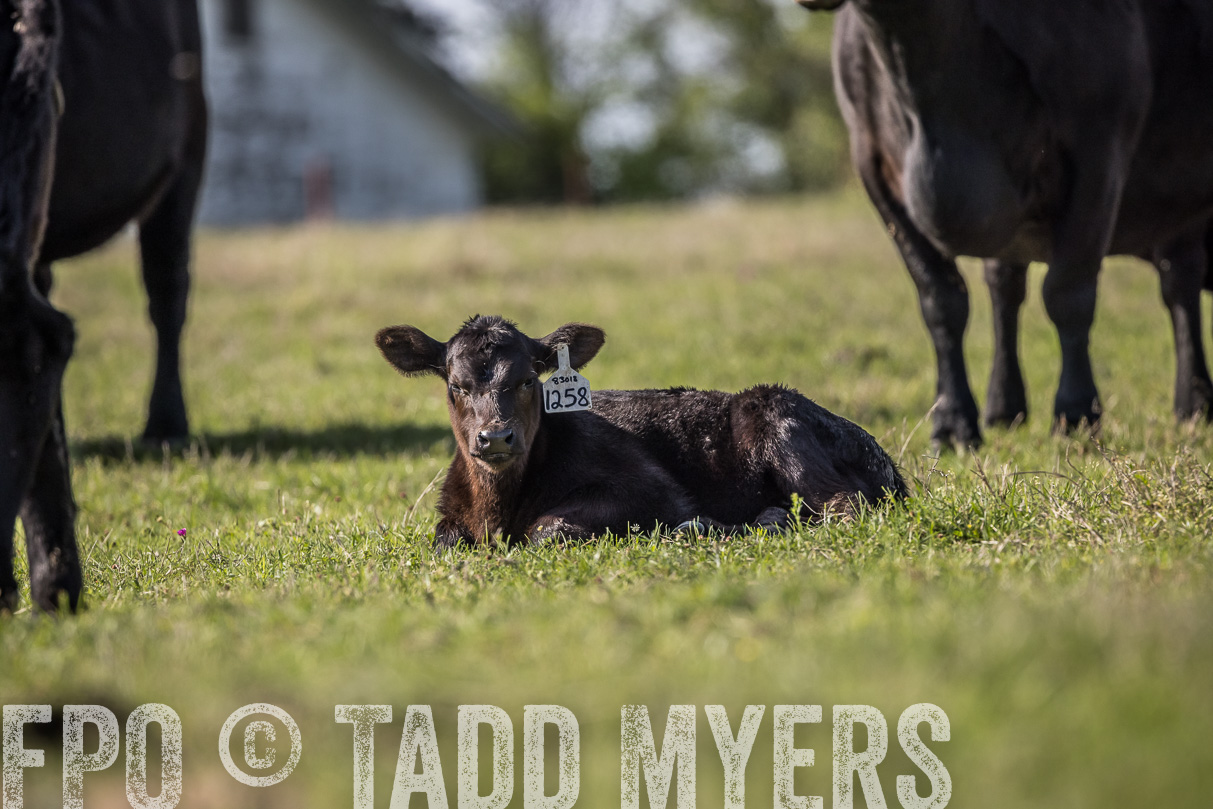 TMyers_44Farms_Cameron_March2021-4273