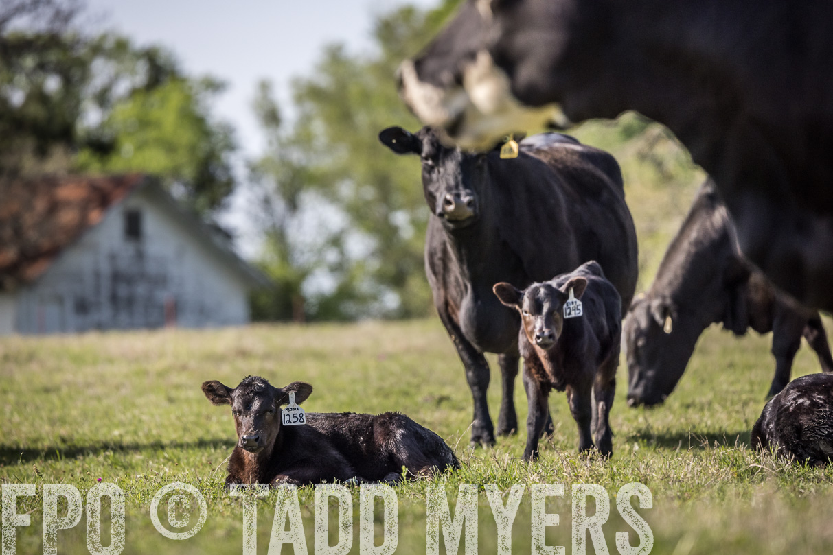 TMyers_44Farms_Cameron_March2021-4278