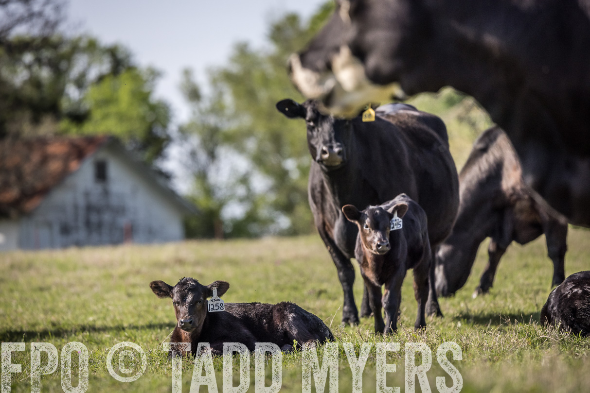 TMyers_44Farms_Cameron_March2021-4281