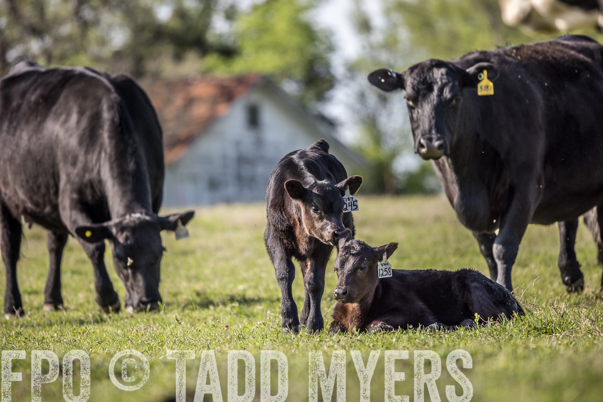 TMyers_44Farms_Cameron_March2021-4293