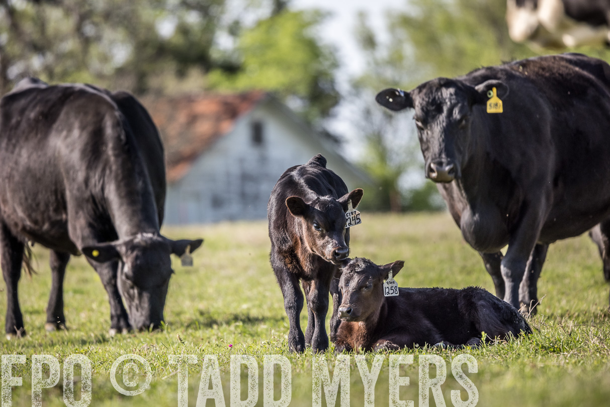 TMyers_44Farms_Cameron_March2021-4294