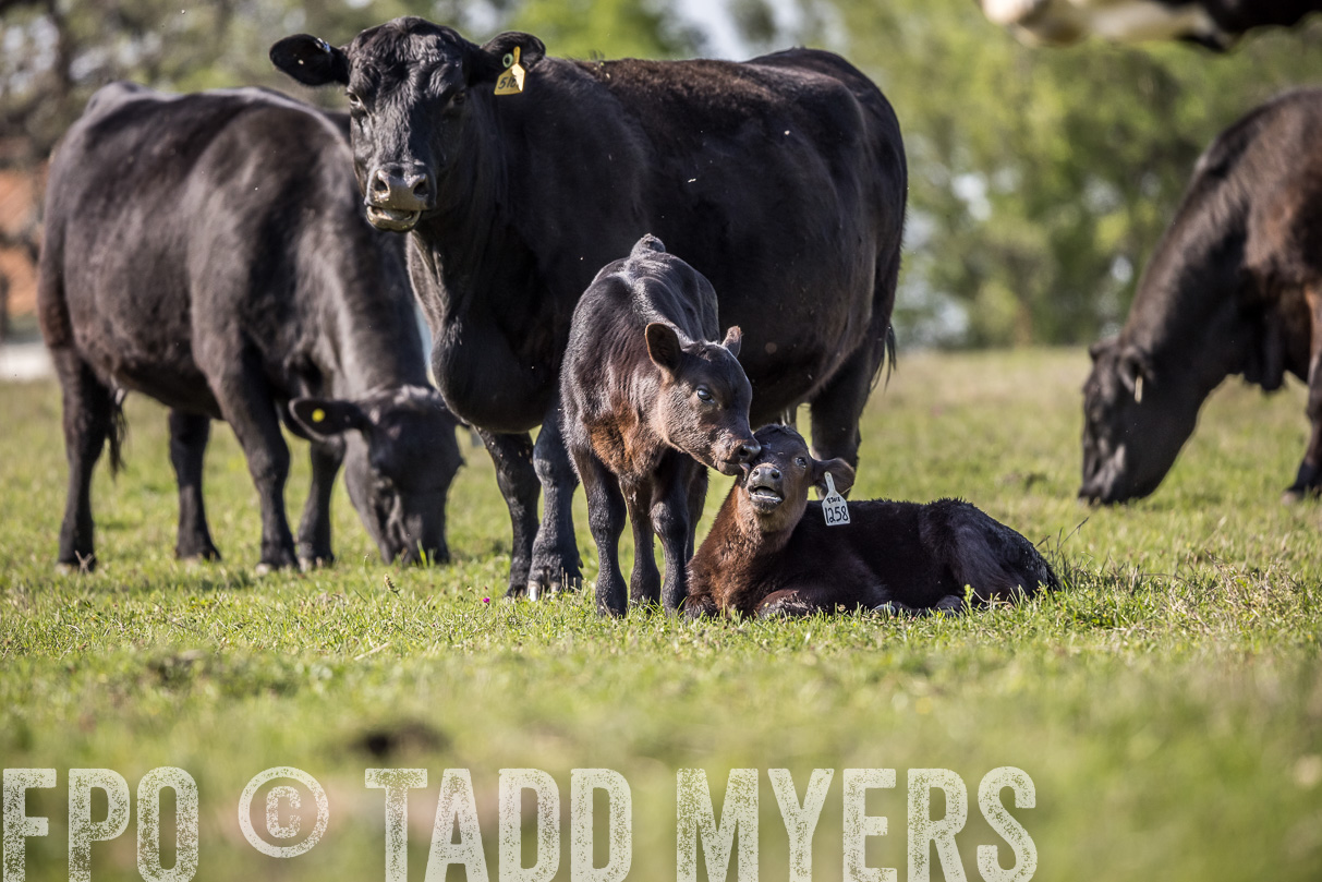 TMyers_44Farms_Cameron_March2021-4295