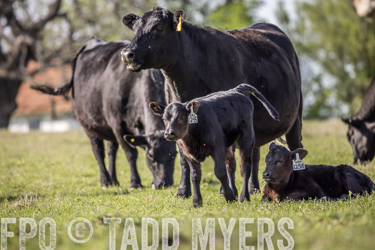 TMyers_44Farms_Cameron_March2021-4302