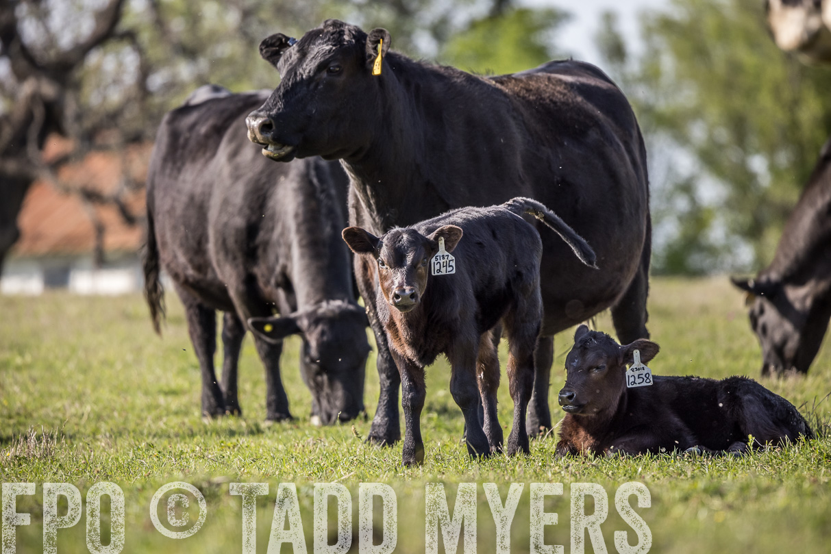 TMyers_44Farms_Cameron_March2021-4303
